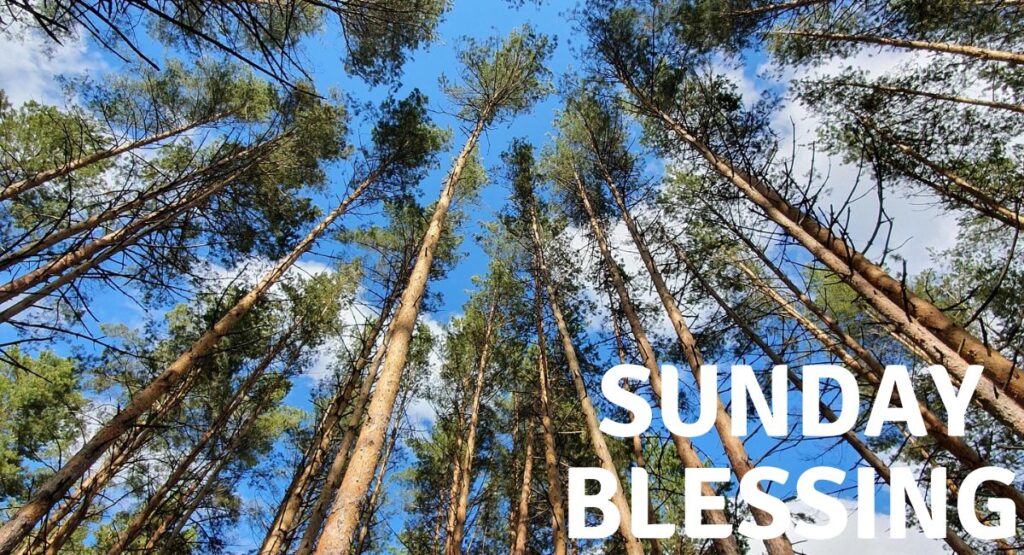 Blessing Palm Sunday